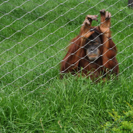 Impression singe sur aluminium