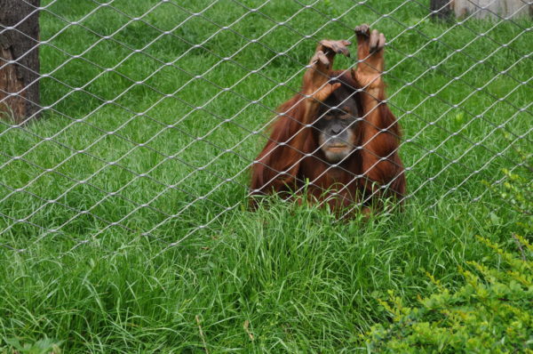 Impression singe sur aluminium